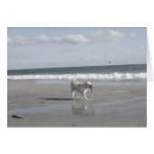 Mullet Pup III (Front Horizontal)