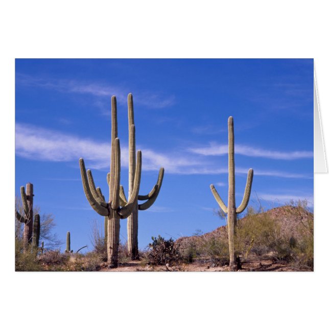 Multi armed Giant Saguaro cactus, Saguaro (Front Horizontal)
