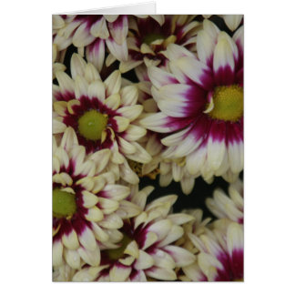 Multi color daisies cards
