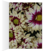 Multi color daisies cards (Inside (Right))