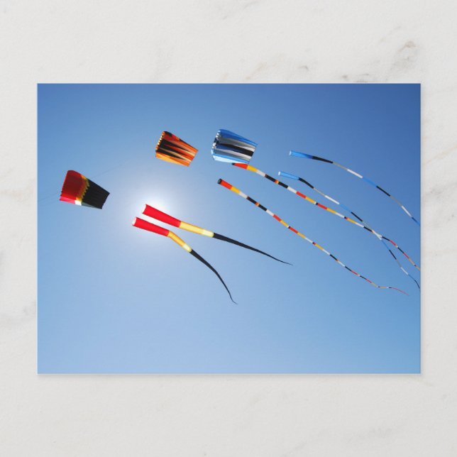 Multi Color Long Tail Kites Postcard (Front)