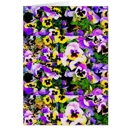 multi-color pansy flowers cards (Front)