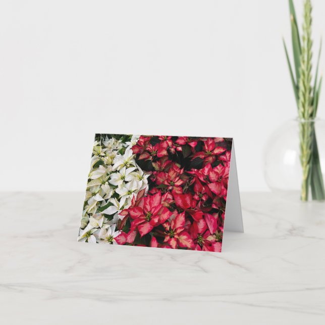 Multi Color Pointsettias   Letterpress Thank You Card (Front)