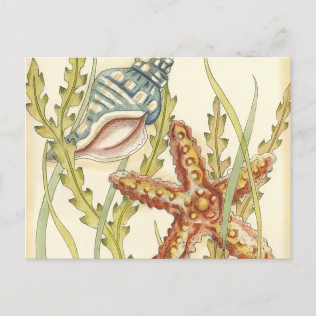 Multi-Color Shell Party Invitation Postcard (Front)