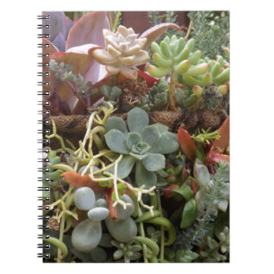Multi-colored-Cacti Notebook