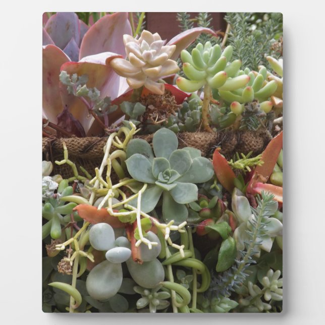 Multi-colored-Cacti Plaque (Front)