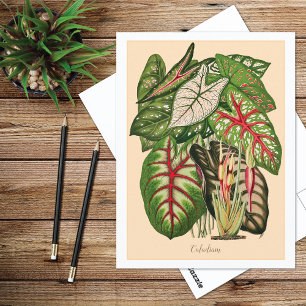 Multi Colored Caladium Plant Illustration Postcard
