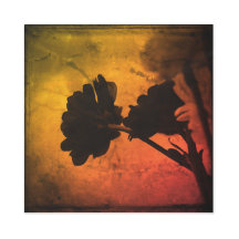 Multi Colored Carnations