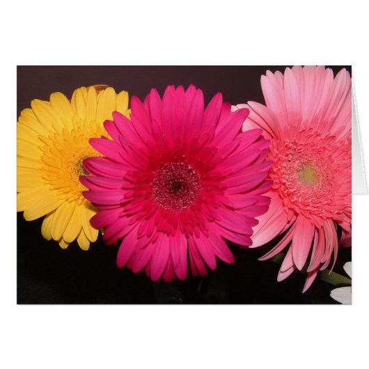 Multi colored gerber daisies cards (Front Horizontal)