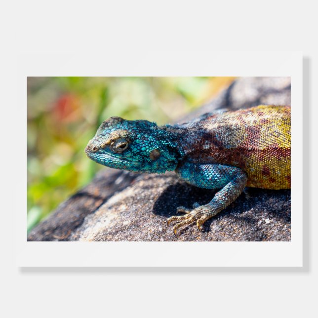 Multi-Colored Lizard Poster (Front)