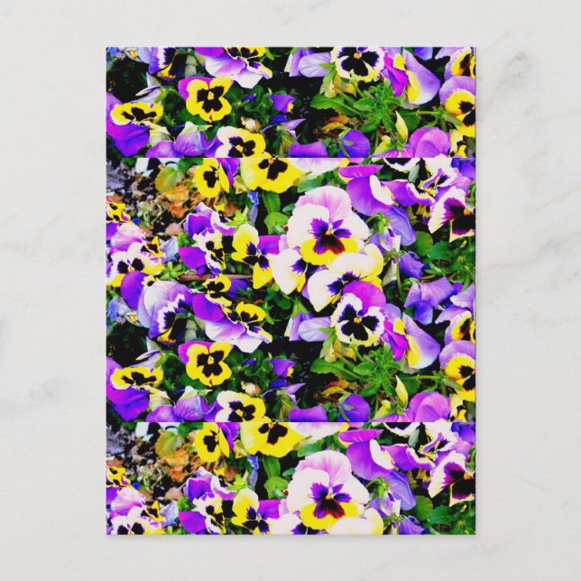 multi-colored pansy flowers postcard (Front)