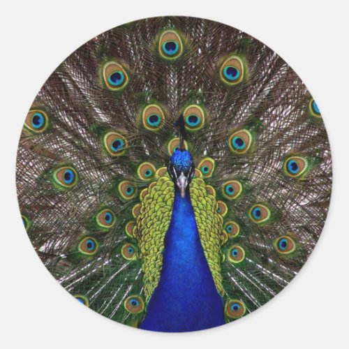 Multi colored Peacock Stickers