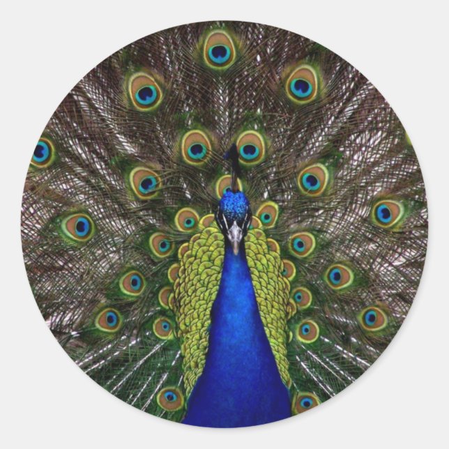 Multi colored Peacock Stickers (Front)