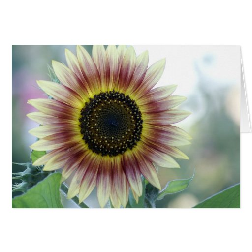 Multi-colored Sunflower Card | Zazzle