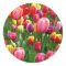 Multi-colored Tulips