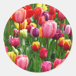 Multi-colored Tulips Classic Round Sticker