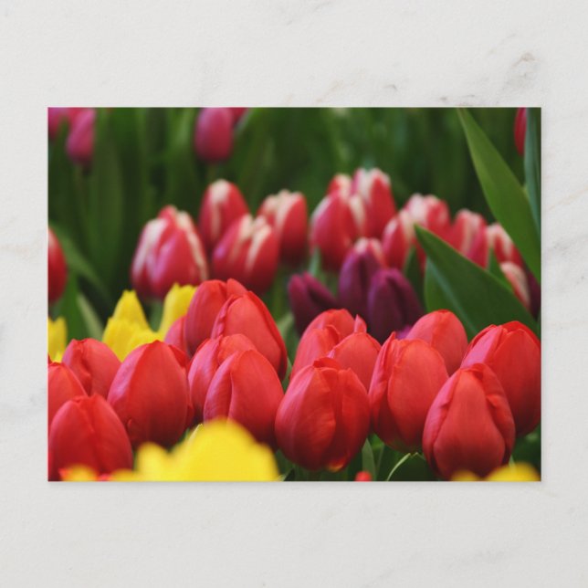 multi colored tulips postcard (Front)