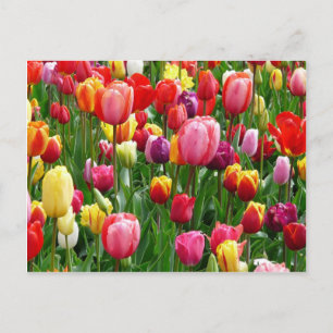 Multi-colored Tulips Postcard