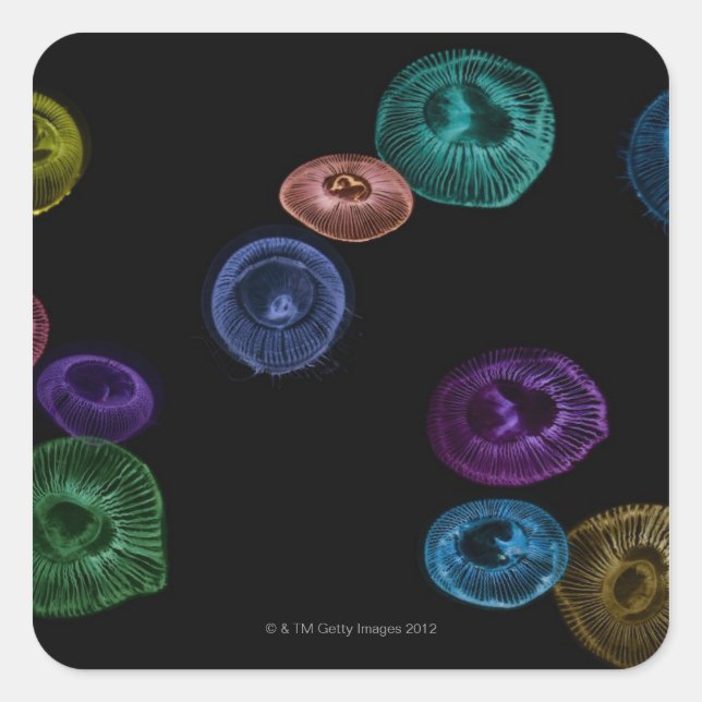 Multi coloured jelly fish on black background square sticker (Front)