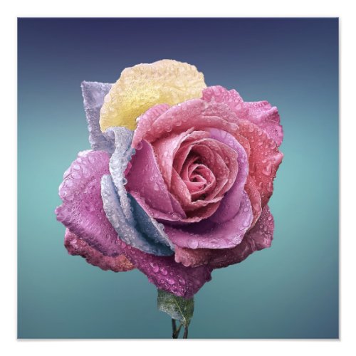 Multi Coloured Rose Photo Print