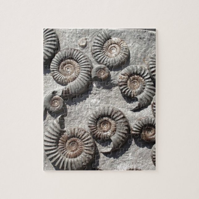 Multi fossil ammonites from the Lower Lias Jigsaw Puzzle (Vertical)