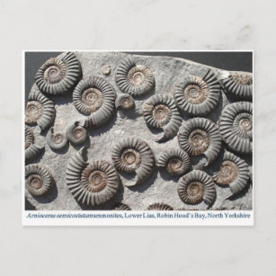 Multi fossil ammonites from the Lower Lias Postcard