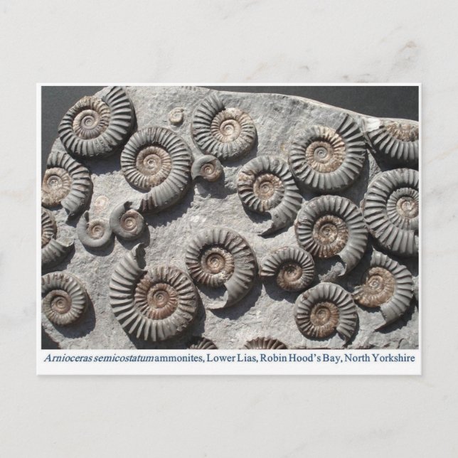 Multi fossil ammonites from the Lower Lias Postcard (Front)