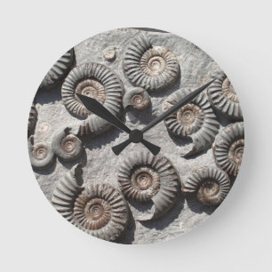 Multi fossil ammonites from the Lower Lias Round Clock