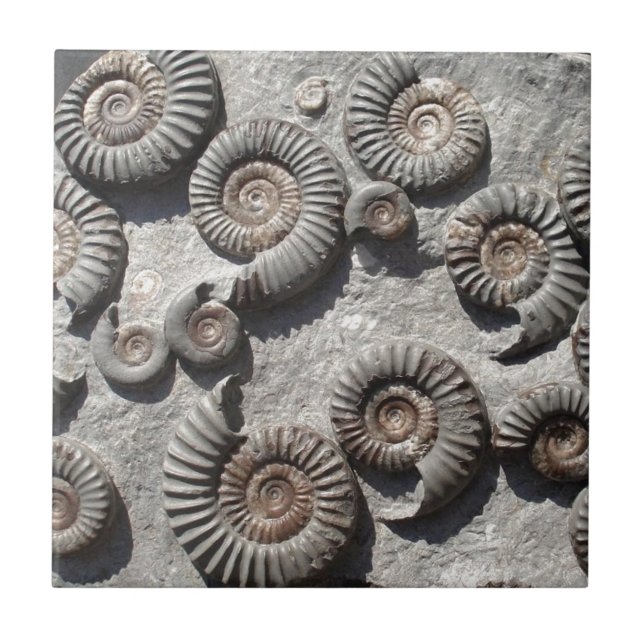 Multi fossil ammonites from the Lower Lias Tile (Front)