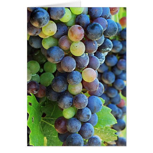 Multi Grapes Cards (Front)
