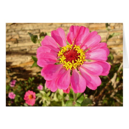 Multicolor Bloom Cards (Front Horizontal)