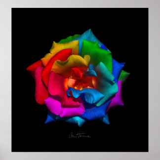 Multicolor Rose Poster