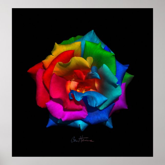 Multicolor Rose Poster (Front)