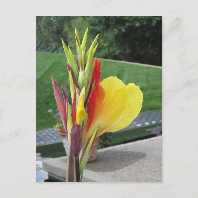 Multicolored Cannas Bloom Postcard (Front)