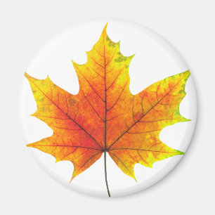 Multicolored maple leaf magnet