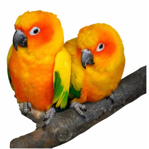 Multicolored Parrot Cutout