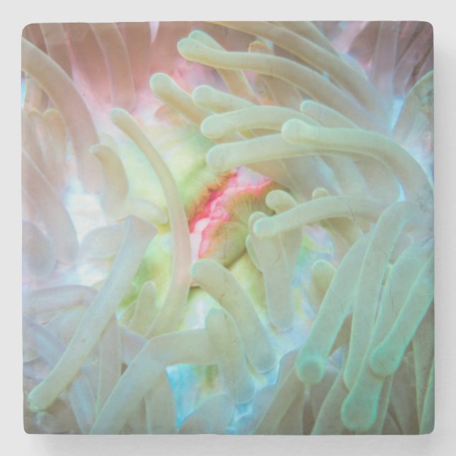 Multicolored Sea Anemone Stone Coaster (Front)