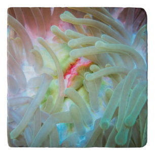 Multicolored Sea Anemone Trivet