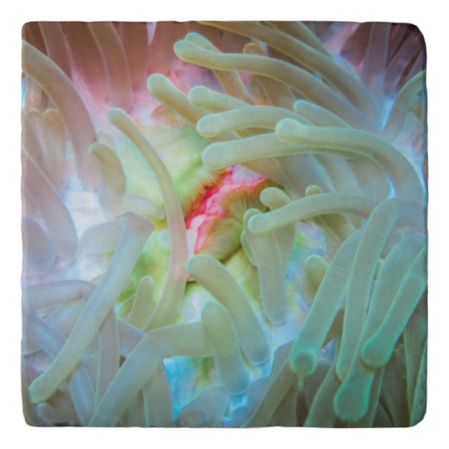 Multicolored Sea Anemone Trivet (Front)