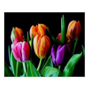 Multicolored Tulip Flowers-42904 Poster