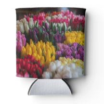 Multicolored Tulips