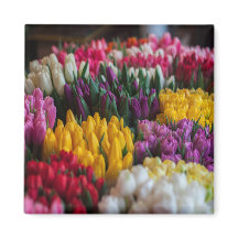 Multicolored Tulips