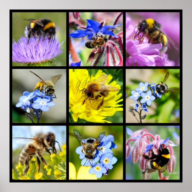 Multiple bees and bumblebees poster (Front)