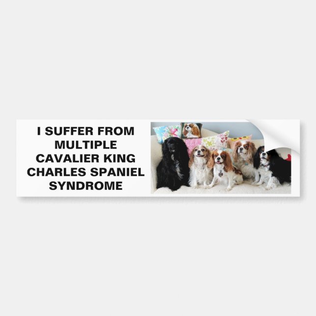 Multiple Cavalier King Charles Syndrome Bumper St Bumper Sticker (Front)