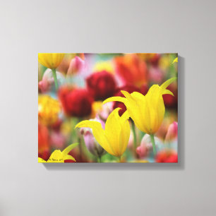 Multiple Colorful Tulips Canvas Print