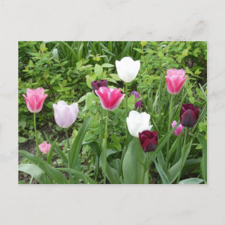 Multiple Colors Tulips DIY Postcard