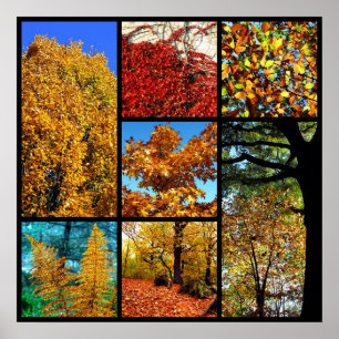 Multiple photos of autumn foliage poster