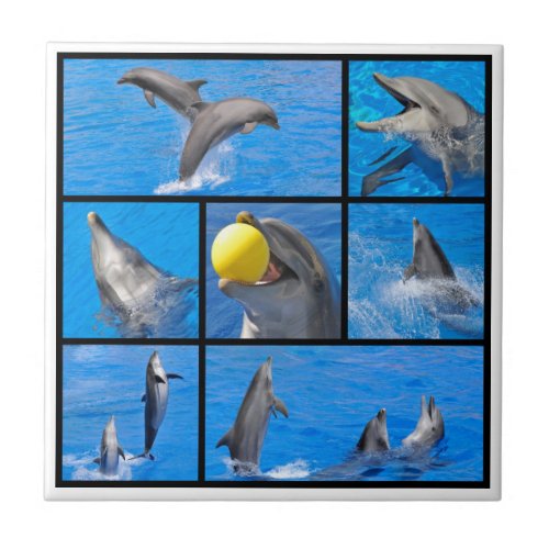 Multiple photos of dolphins ceramic tile