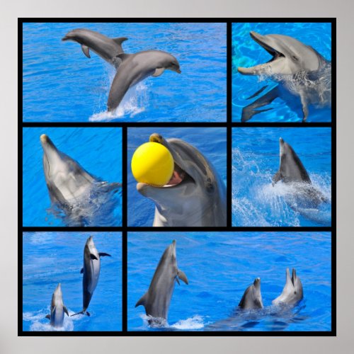 Multiple photos of dolphins poster