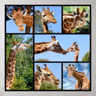 Multiple photos of giraffes poster